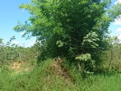 Chácara de 20Mil Metros Plana a 2.3Km da Mg10 com Vista Maravilhosa!